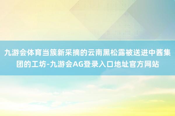 九游会体育当簇新采摘的云南黑松露被送进中酱集团的工坊-九游会AG登录入口地址官方网站